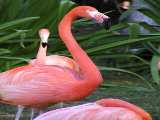 Click to see flamingos.jpg