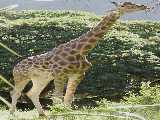 Click to see giraffe1OPT.jpg