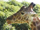 Click to see giraffe2OPT.jpg