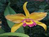 Click to see orchid9OPT.jpg