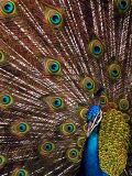 Click to see peacock2OPT.jpg