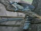 Click to see ringtail2.jpg